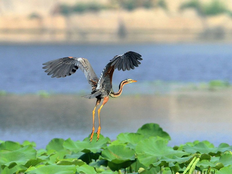 Common birds in the spring of Qiqi River - grass heron