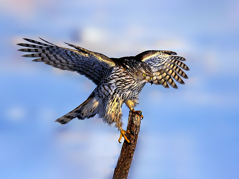 National Class II Protected Birds - Goshawk