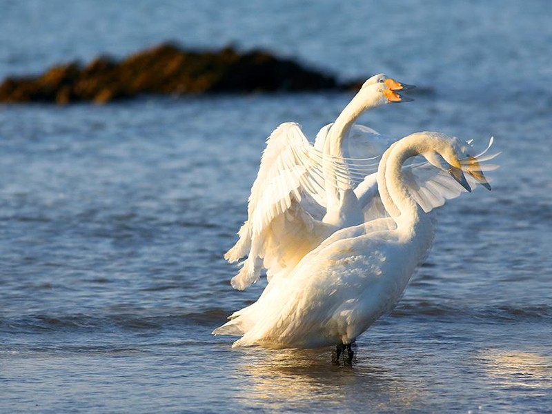 National Class II Protected Birds - Big Swan