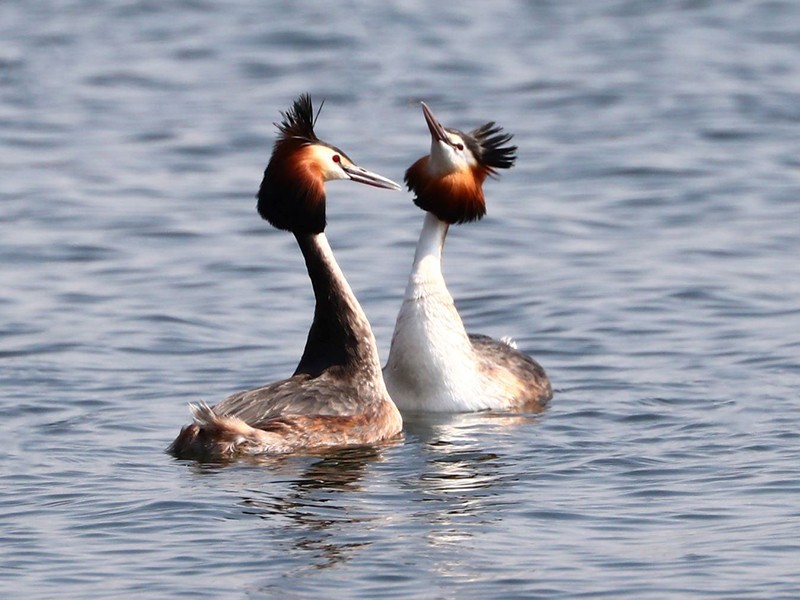 Common birds in the spring of Qiqi River - Crested Grebe