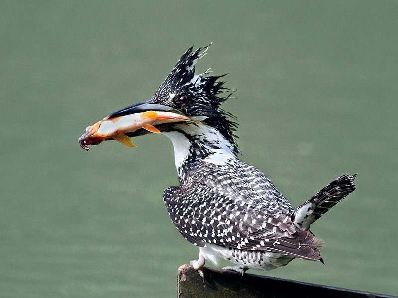 Qilu River Spring Common Birds - Crown Fish Dog