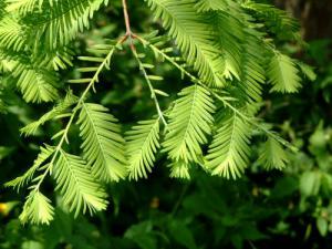 National rare plant - Metasequoia