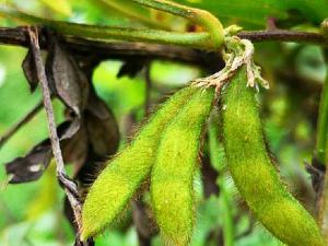 National rare plant - wild soybean