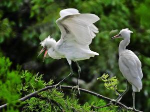 Common birds in the spring of Qiqi River - Egrets