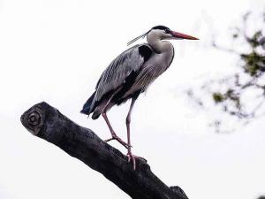 Common birds in the spring of Qiqi River - herons