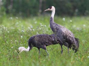 National Grade I protected birds - Hooded Crane
