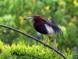 Common birds in the spring of Qiqi River - Pond Heron