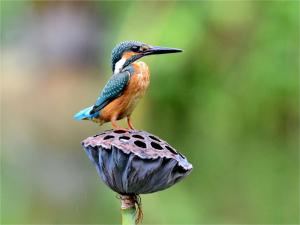 Common birds in the spring of Qiqi River - common kingfisher