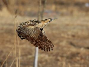 Common birds in the spring of Qiqi River - cannabis