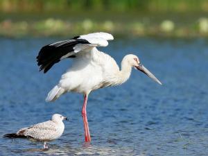 Common Birds in the Spring of Qiqi River - Oriental White Stork