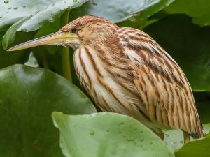 Common birds in the spring of Qiqi River - jaundice