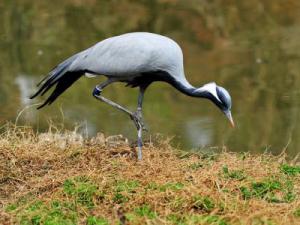 National Grade II Protected Birds - Grey Crane