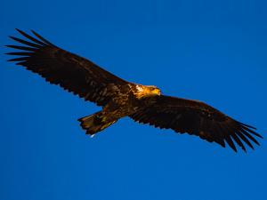 National Grade I Bird Protection - Golden Eagle