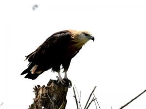 National Class I protected birds - jade belt sea eagle