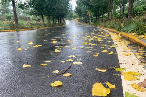 Autumn rain, falling flowers, boat view, encounter Qixihe River!